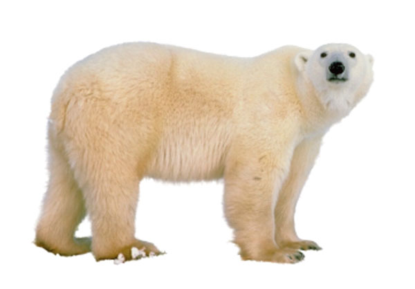 Niedźwiedź polarny (Ursus maritimus)