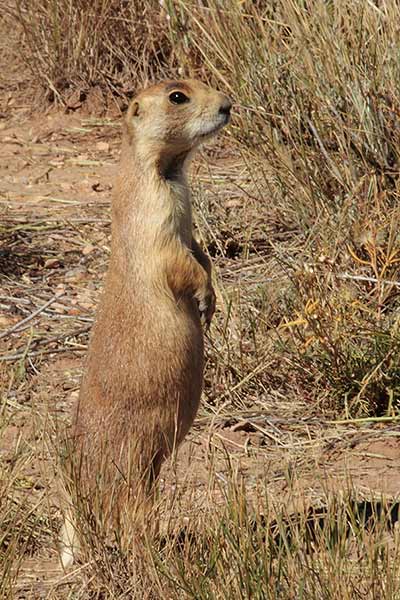 Nieświszczuk mały (Cynomys parvidens)