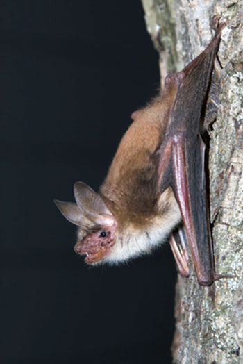 Nocek duży (Myotis myotis)