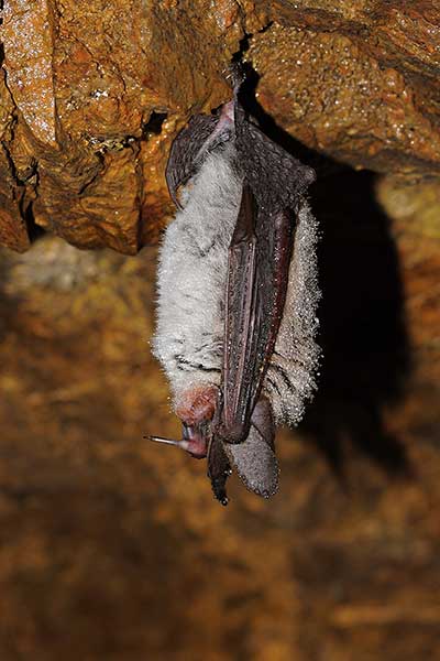 Nocek orzęsiony (Myotis emarginatus)