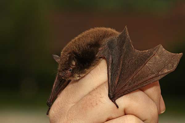 Nocek rudy (Myotis daubentonii)