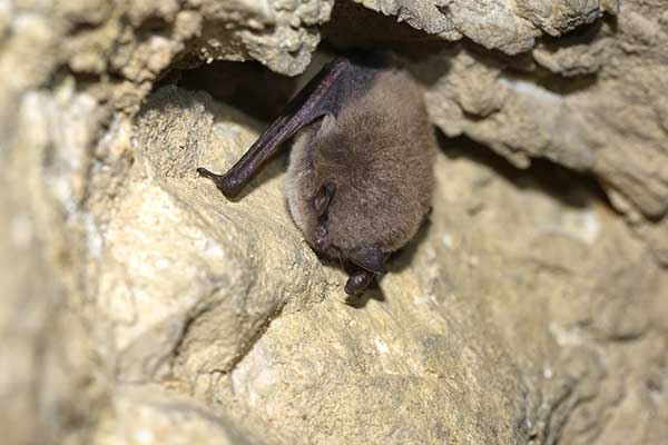 Nocek wąsatek (Myotis mystacinus)