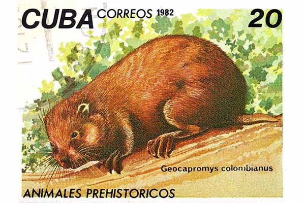 Nocohutia kubańska (Geocapromys columbianus)