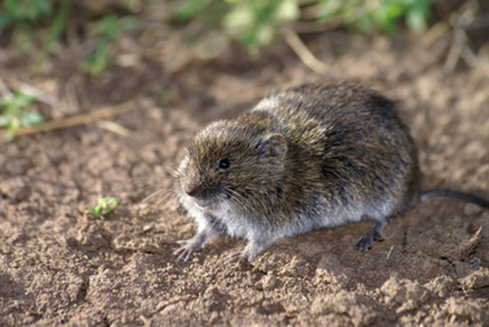 Nornik bury (Microtus agrestis)