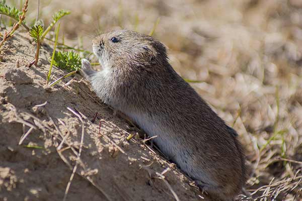 Nornik wąskogłowy (Microtus gregalis)