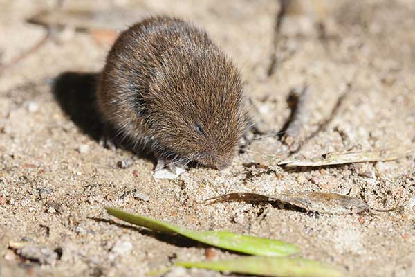 Nornik zwyczajny (Microtus arvalis)