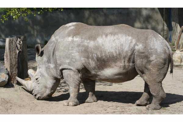 Nosorożec biały, nosorożec afrykański (Ceratotherium simum)