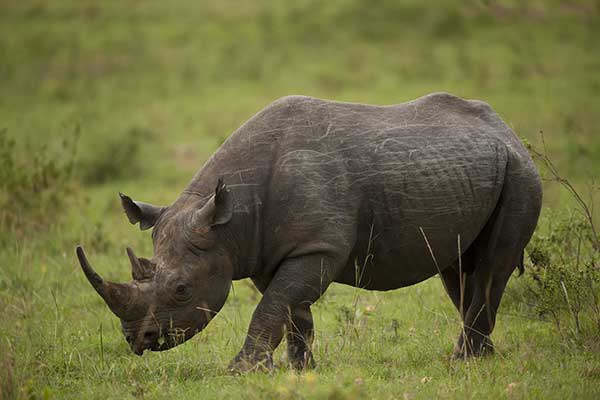 Nosorożec czarny, nosorożec zwyczajny (Diceros bicornis)