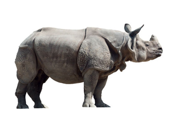 Nosorożec indyjski (Rhinoceros unicornis)