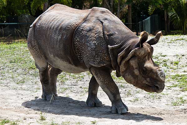 Nosorożec jawajski (Rhinoceros sondaicus)