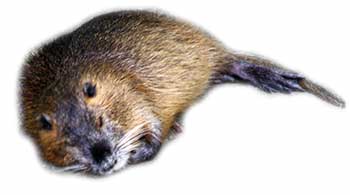 Nutria (Myocastor coypus)