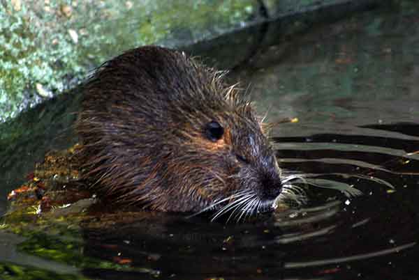 Nutria amerykańska (Myocastor coypus)