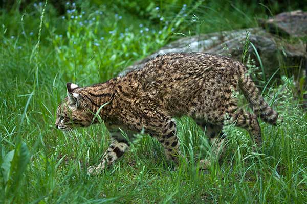 Ocelot argentyński (Leopardus geoffroyi)