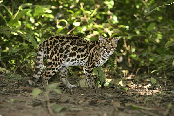 Ocelot nadrzewny (Leopardus wiedii)