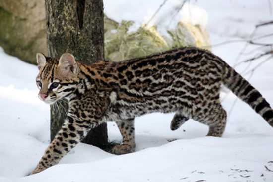 Ocelot wielki (Leopardus pardalis)