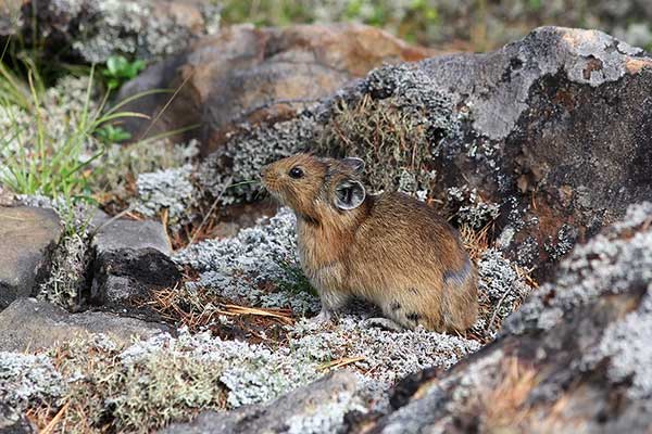 Szczekuszka północna (Ochotona hyperborea)