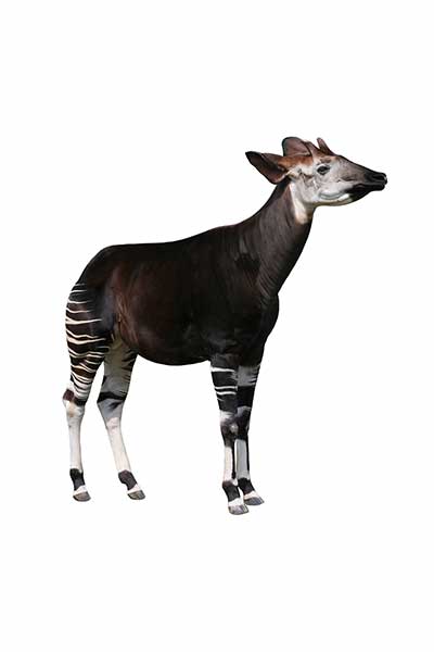 Okapi leśne (Okapia johnstoni)