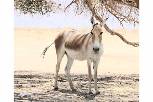 Onager (Equus hemionus onager)