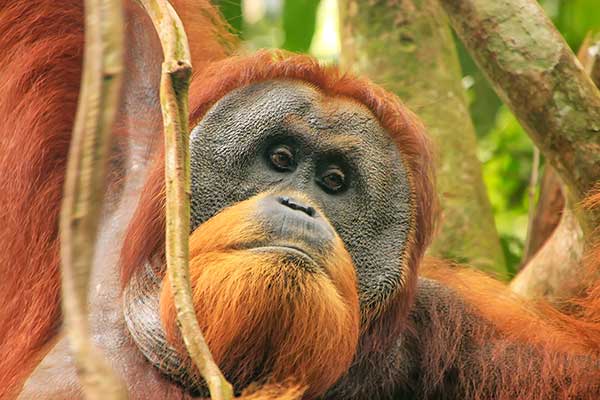 Orangutan sumatrzański (Pongo abelii)