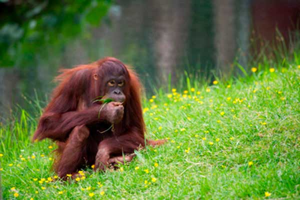 Orangutan, orang, orangutan borneański (Pongo pygmaeus)