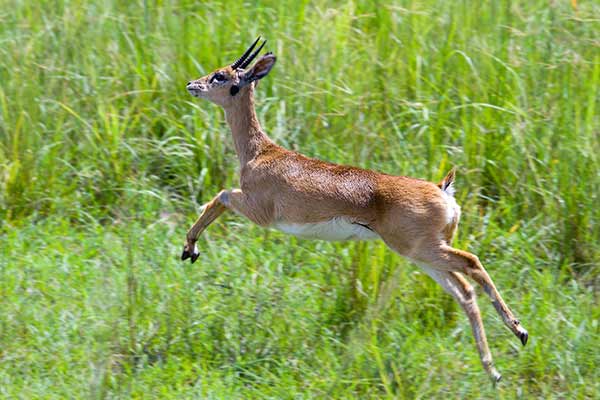 Oribi smukłonogi (Ourebia ourebi)