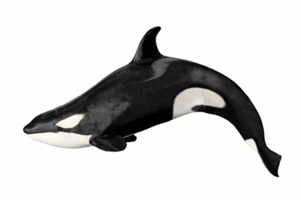 Orka, miecznik (Orcinus orca)