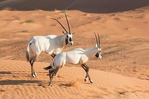 Oryks arabski (Oryx leucoryx)