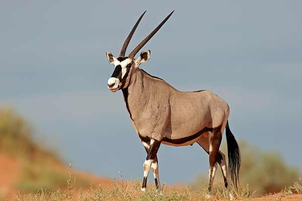 Oryks południowy (Oryx gazella)