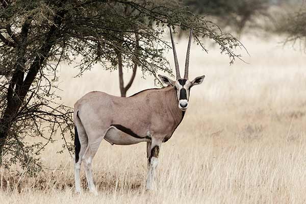 Oryks pręgoboki (Oryx beisa)