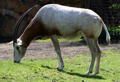 Oryks szablorogi (Oryx dammah)
