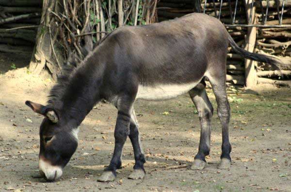 Osioł zwyczajny (Equus asinus)