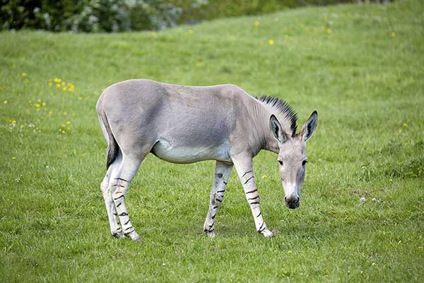 Osioł nibijski (Equus africanus)