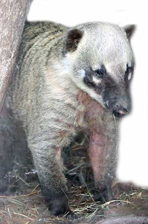 Ostronos rudy, koati (Nasua nasua)