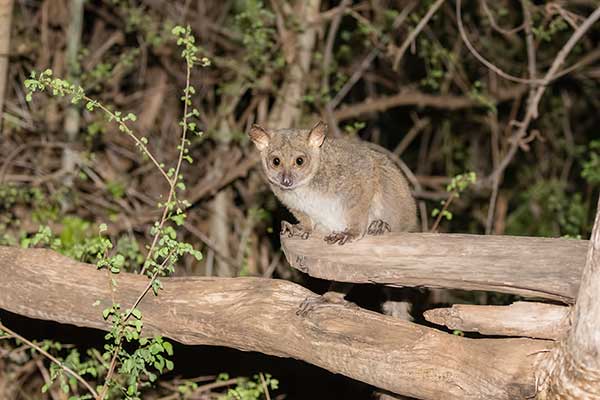 Otolemur drobnouchy (Otolemur garnettii)