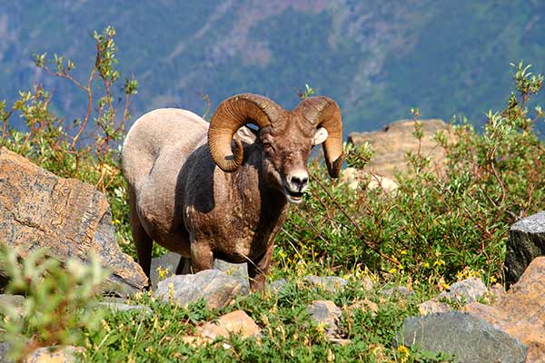 Owca kanadyjska (Ovis canadensis)