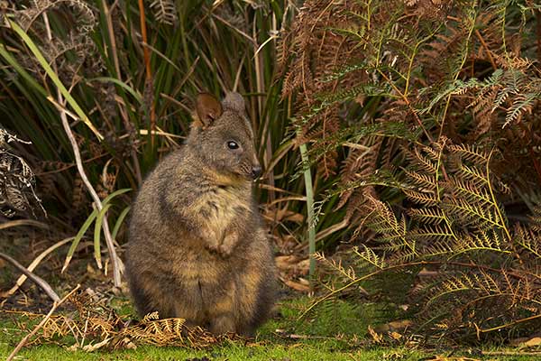 Pademelon rudobrzuchy (Thylogale billardierii)