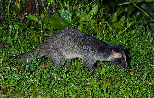 Paguma chińska (Paguma larvata)