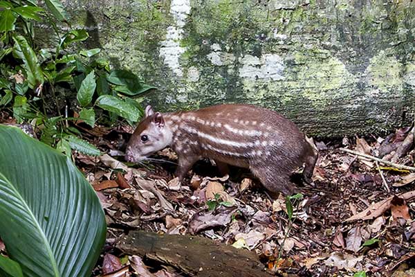 Paka nizinna (Cuniculus paca)