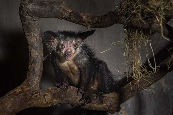 Palczak madagaskarski, aj-aj (Daubentonia madagascariensis)