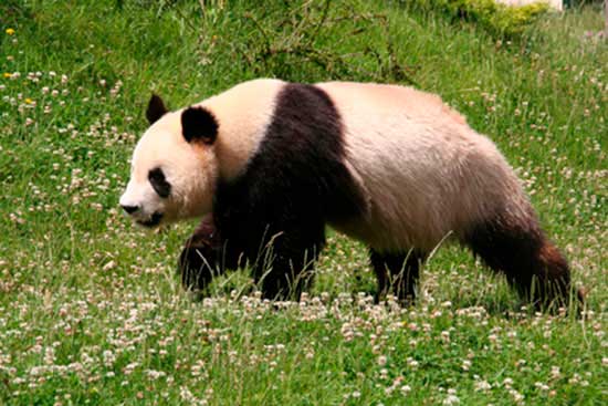 Panda wielka, niedźwiedź bambusowy (Ailuropoda melanoleuca)