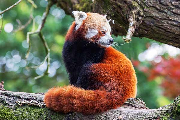 Pandka ruda (Ailurus fulgens)