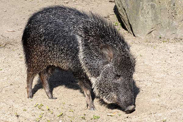 Pekarczyk czakoański (Catagonus wagneri)