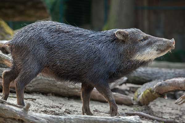 Pekari białobrody (Tayassu pecari)