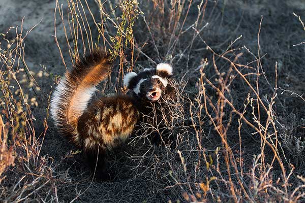 Perewiaska marmurkowa (Vormela peregusna)