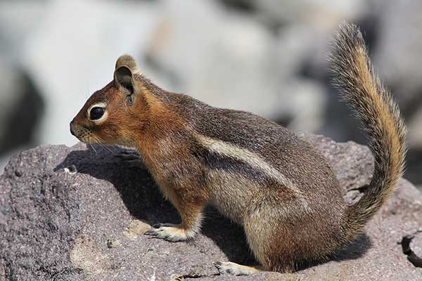 Pięknosuseł kaskadowy (Callospermophilus saturatus)