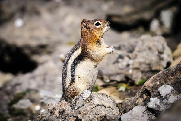 Pięknosuseł złocisty (Callospermophilus lateralis)