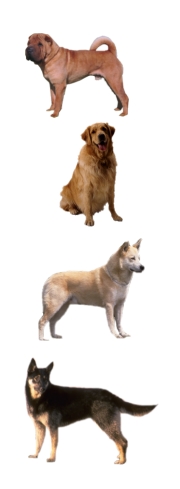 Pies domowy (Canis familiaris) Pies domowy (Canis familiaris)
