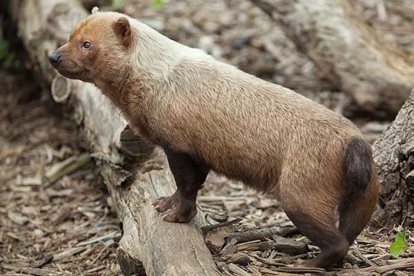 Pakożer leśny (Speothos venaticus)