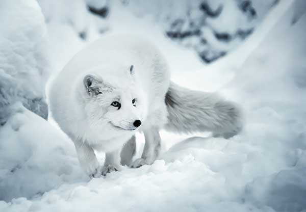 Lis polarny (Vulpes lagopus)