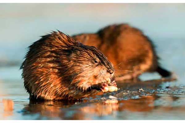 Piżmak amerykański (Ondatra zibethicus)